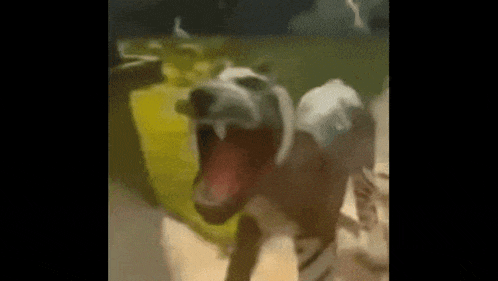 a close up of a dog with its mouth open and a yellow object in the background .