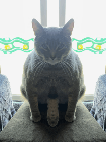 Cat Slay GIF