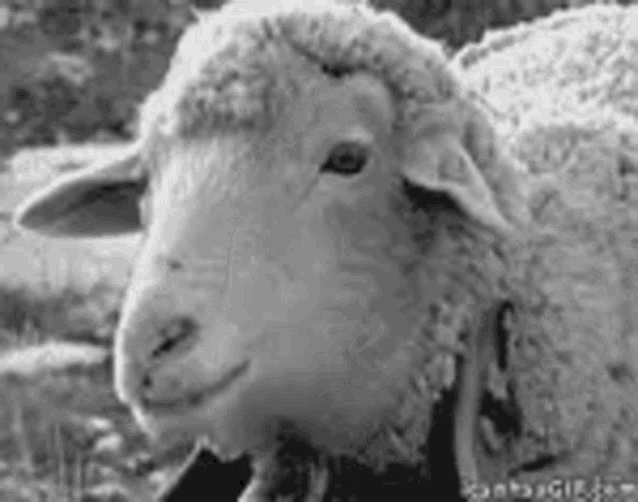 Sheep Eating GIF