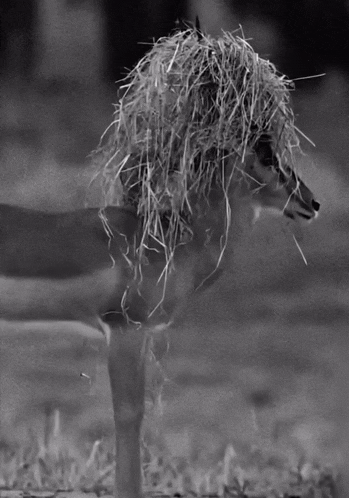 a black and white photo of a deer wearing a hat made of hay