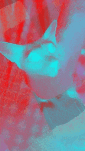 a close up of a cat 's face on a red and blue background
