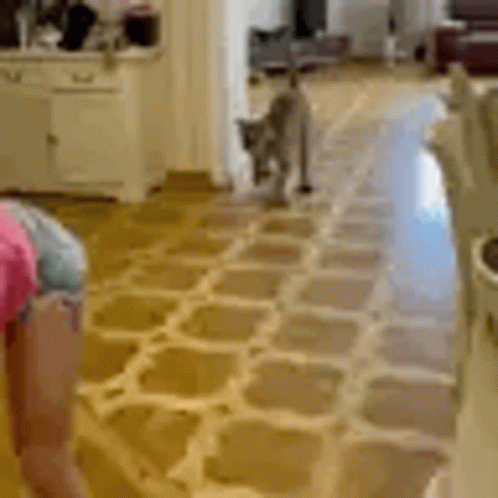Clumsy Cat GIF - Clumsy Cat Lion GIFs