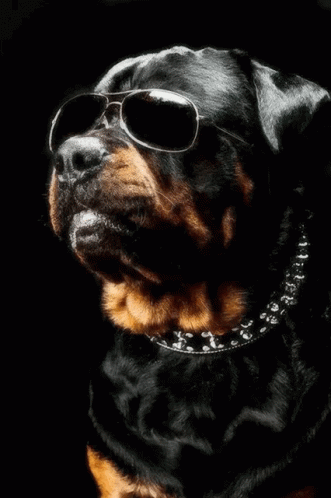 Rotty Dog GIF - Rotty Dog Cool GIFs