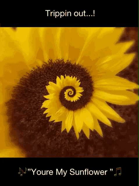 a picture of a sunflower with the words trippin out youre my sunflower on the bottom