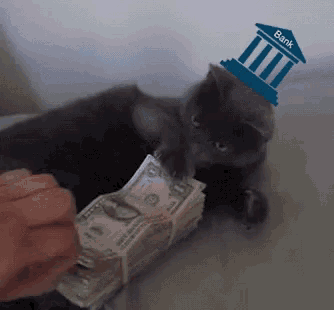 a cat with a bank on its head is being fed money