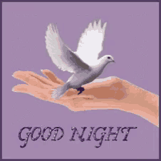 a picture of a hand holding a dove with the words good night