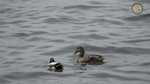 two ducks are swimming in a body of water with a picture of a face in the background