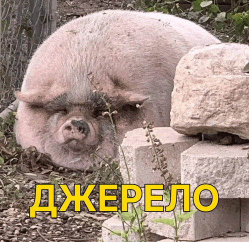 a pig is laying on a pile of rocks next to a sign that says ' джерело ' on it