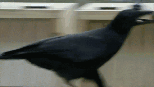Crows Are Really Smart GIF - Crow Puzzle Solving Smart GIFs