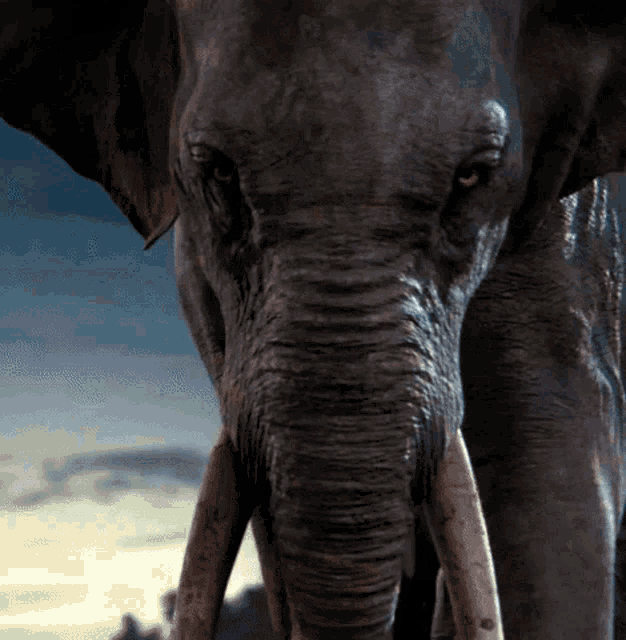 The Jungle Book Elephant GIF - The Jungle Book Elephant Angry GIFs