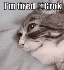 a cat laying on a bed with the words `` i 'm tired @ grok '' written on it .