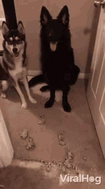 two dogs are standing next to each other in a room with a lot of trash on the floor .