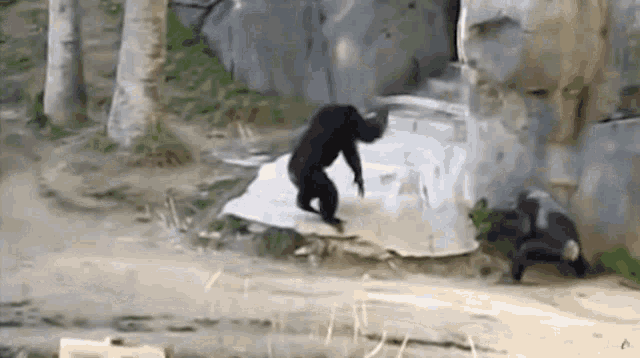 a chimpanzee is standing on a piece of plastic in front of a rock wall .