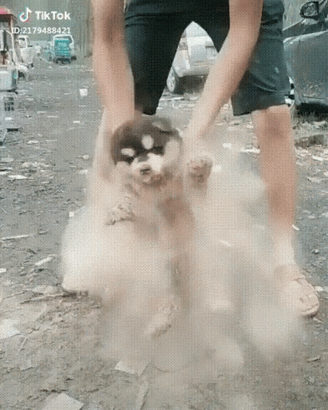 Dog Dust GIF - Dog Dust Cleaning GIFs