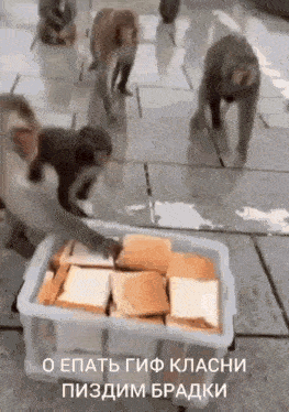 a group of monkeys standing around a container of bread .