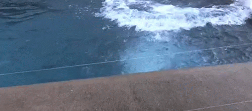 Polar Bear Surprise GIF - Polar Bear Surprise Pool GIFs