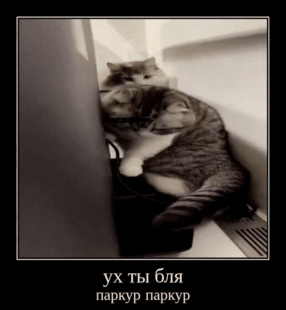 a picture of a cat in a black frame with russian writing on it