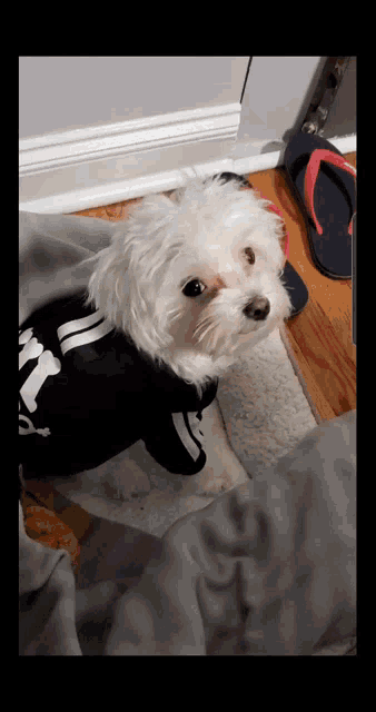 a small white dog wearing a black and white sweater with the word army on it