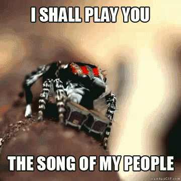 Jumping Spider Drum GIF - Jumping Spider Drum Playing GIFs