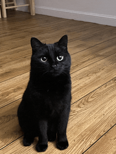 a black cat sitting on a wood floor looking at the camera