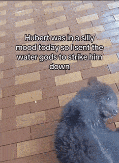 a black bear laying on a brick sidewalk with a caption that says hubert was in a silly mood today