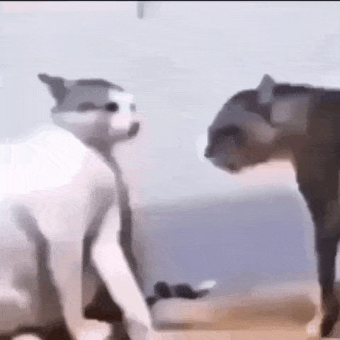 a couple of cats are standing next to each other on a beach .