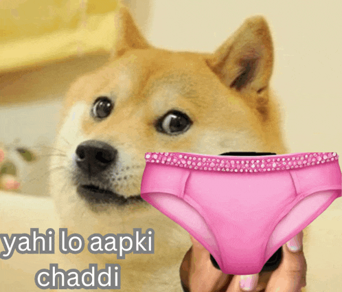 a dog is holding a pair of pink underwear with the words yahi lo aapki chaddi written below it