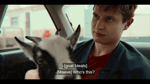 a man in a car holding a small goat with a caption that says goat bleats