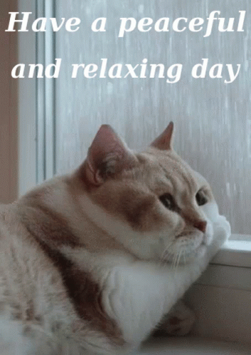 Relaxing Day Cute Cat GIF - Relaxing Day Cute Cat Raining GIFs