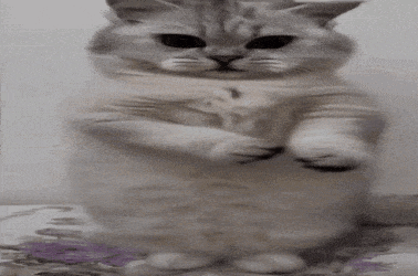 a cat is standing on its hind legs with its paws crossed and looking at the camera .
