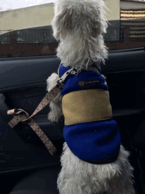 a small white dog wearing a blue and yellow striped shirt