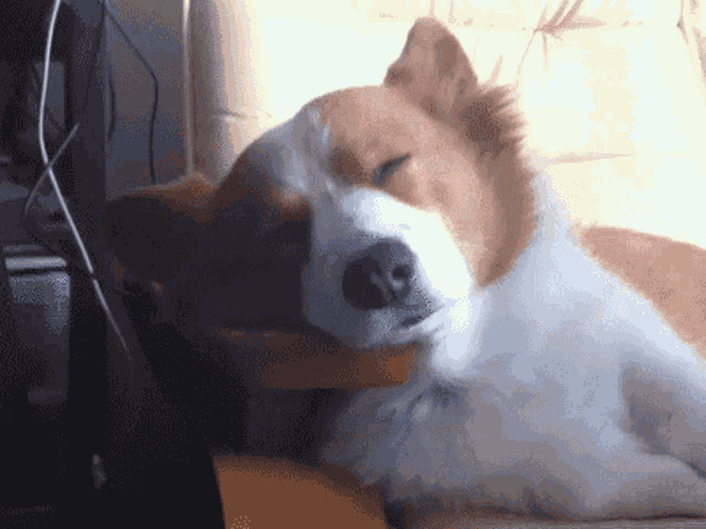 Dog Napping GIF - Dog Napping Waking Up GIFs