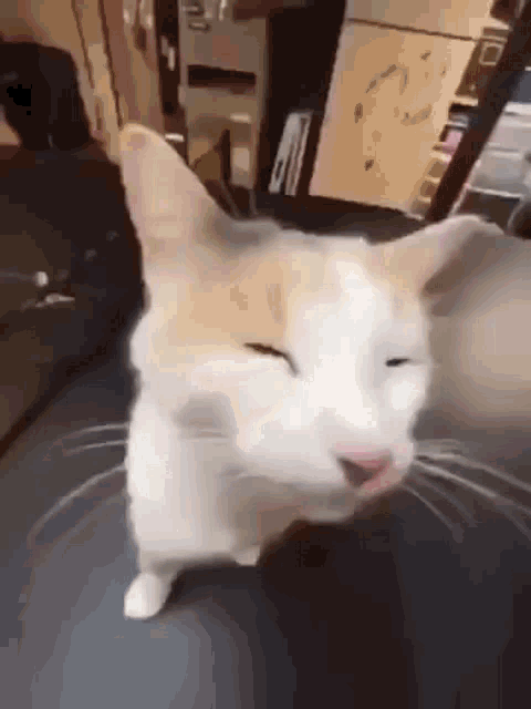 a close up of a cat with its eyes closed