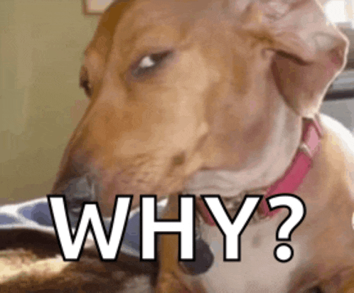 a close up of a dog with the words why written on it 's face .
