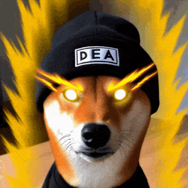 a dog wearing a black beanie that says dea
