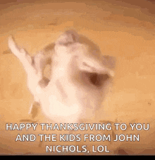 a cat is making a funny face and saying `` happy thanksgiving to you and the kids from john nichols , lol ''