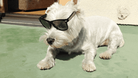 a small white dog wearing sunglasses is laying down