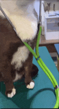 a brown and white dog is being groomed on a table