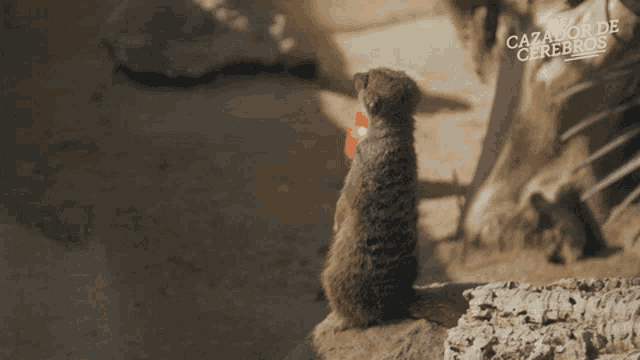 a meerkat sits on a rock with the words el cazador de cerebros written on the bottom