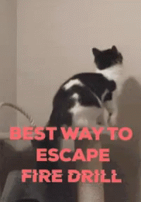 Funny Animals Cat GIF - Funny Animals Cat Escape GIFs