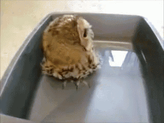 I Guess You Could Call This...  A Moist Owlet. GIF - Owl Swim Water GIFs