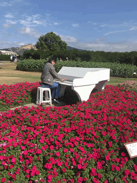 a man sits on a stool playing a white piano in a field of red flowers