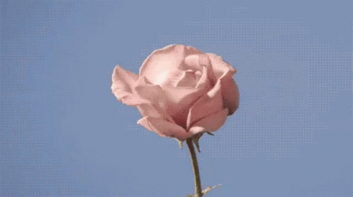 Cute Flower GIF - Cute Flower Rose GIFs