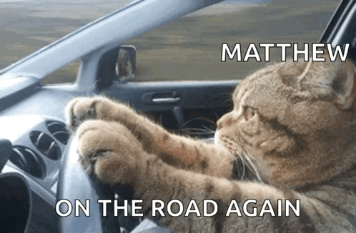 Cat Driving Serious GIF - Cat Driving Serious Cat GIFs