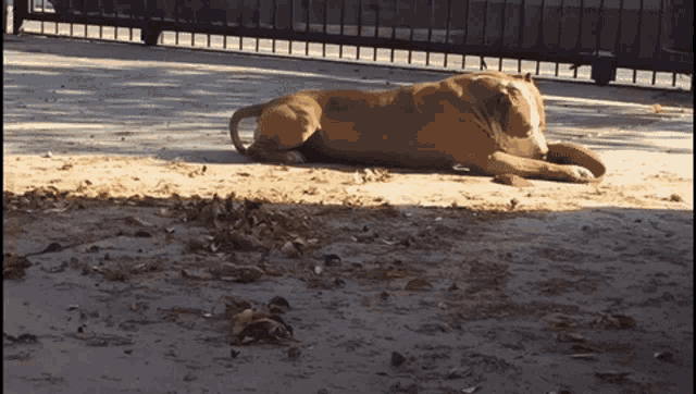 a brown dog is laying on the ground with a red frisbee in its mouth