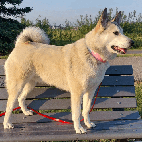 a white dog standing on a park bench with a red leash