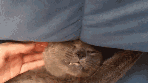 a close up of a person petting a cat under a blanket .