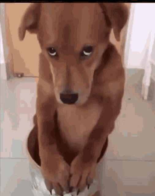 Sad Dog GIF - Sad Dog Cute GIFs