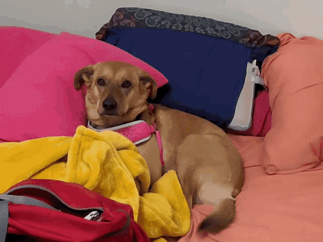 a dog wearing a pink harness is laying on a bed with pink pillows