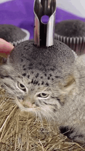 a close up of a cat 's head with a cupcake on top of it .